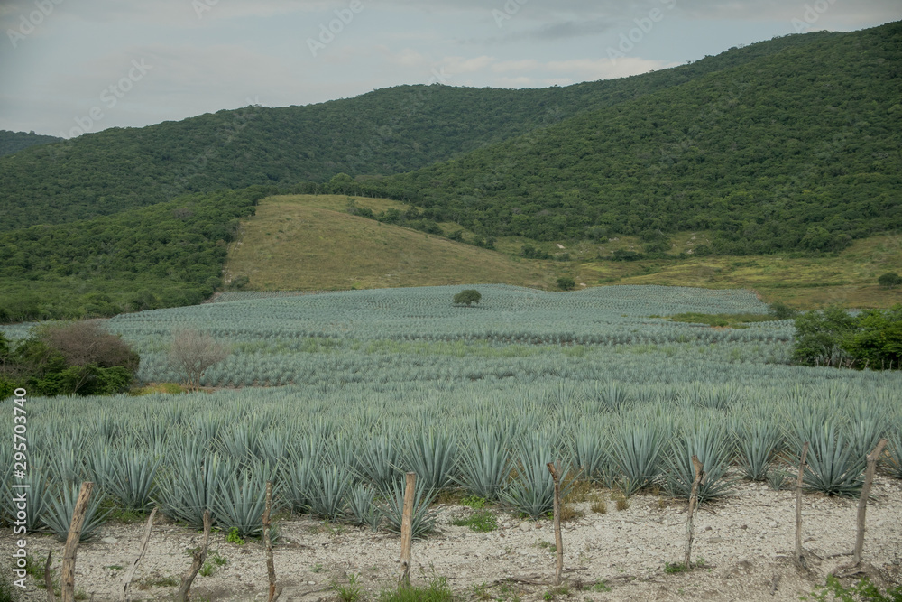 Naklejka premium Agave