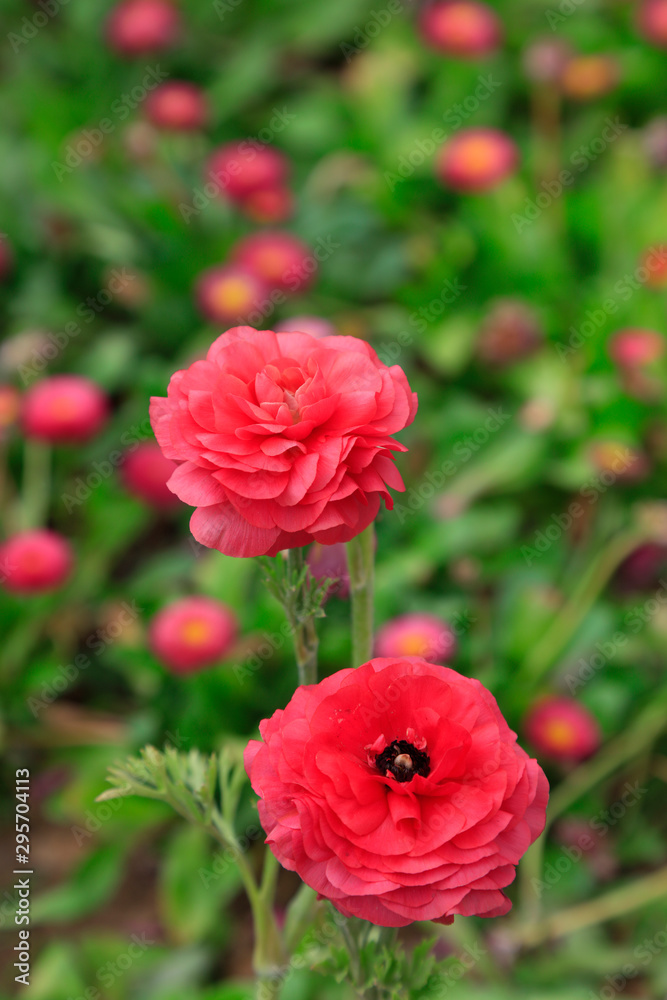 ranunculus flowers