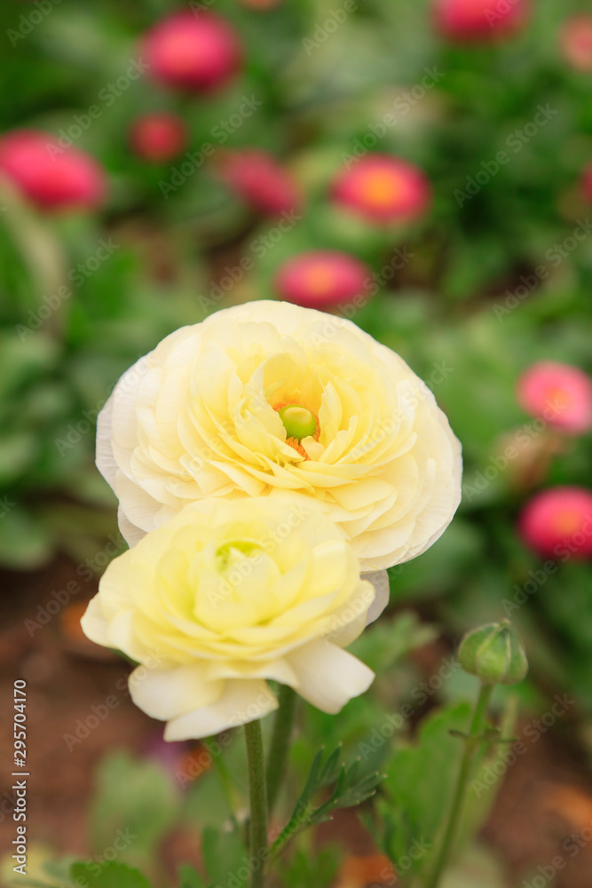 Obraz premium ranunculus flowers