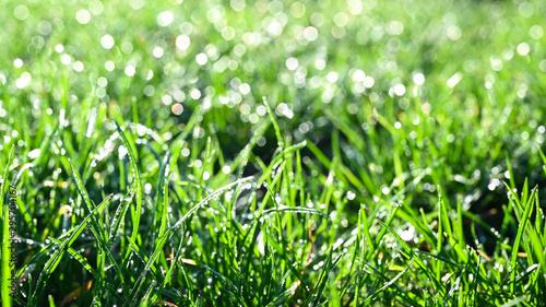 Dew drops on a meadow in the morning sun