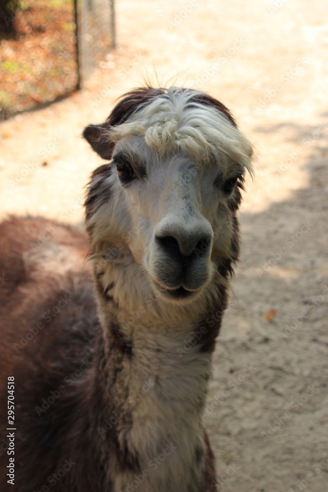 Obraz premium Lama im Profil - Schauendes Alpaka