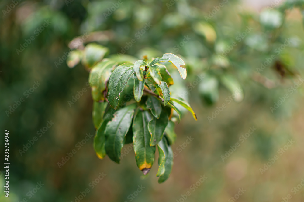 green leaves of a tree green leaves of a tree
