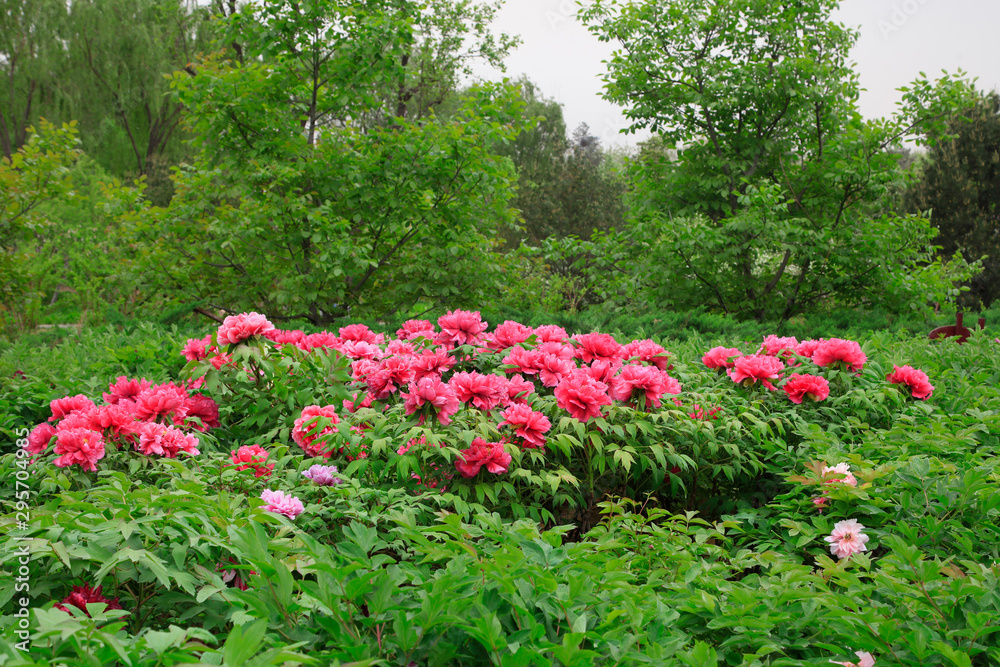 peony flowers in the park peony flowers in the park