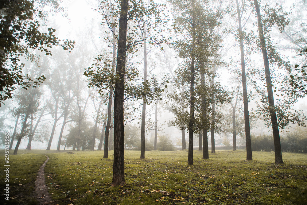 Obraz premium forest in autumn