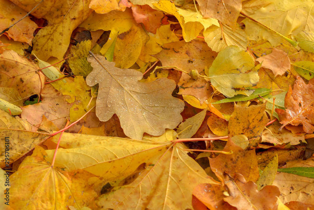 Texture of fallen leaves of different tree species on the ground.