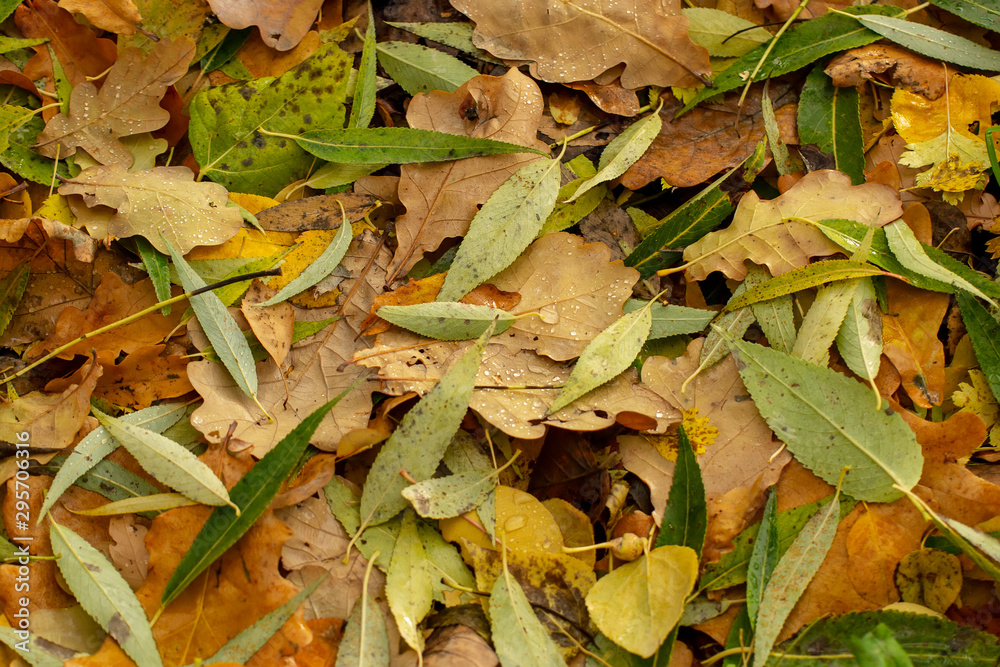 Texture of fallen leaves of different tree species on the ground. Texture of fallen leaves of different tree species on the ground.