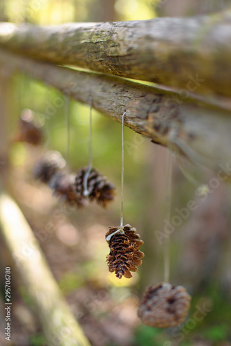 Pine cones hanging on a rope attached to a wooden bridge fence deep in the forest  selective focus with shallow depth of field  autumn in the mountains © Linda