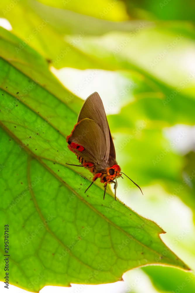 Fototapeta premium Closeup beautiful butterfly & flower in the garden.