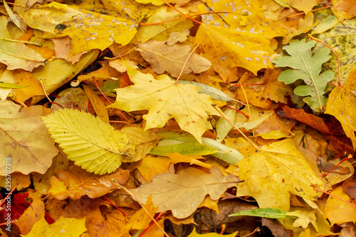 Texture of fallen leaves of different tree species on the ground.