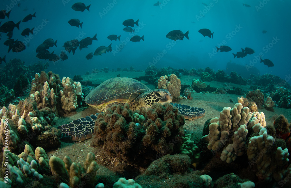 Hawaiian Green Sea turtle on a coral reef in Maui Hawaiian Green Sea turtle on a coral reef in Maui