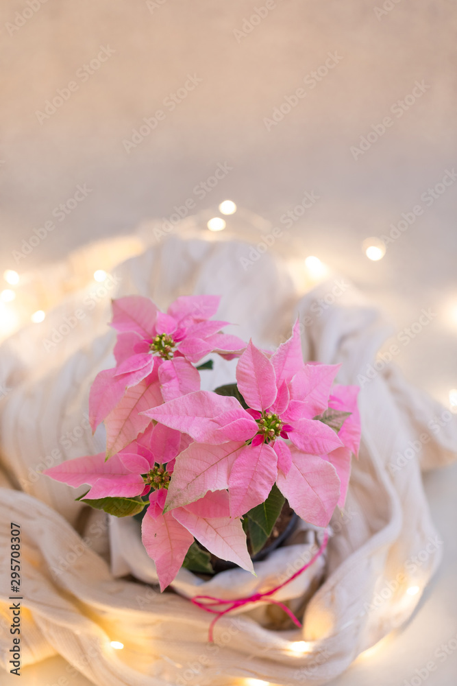 Christmas pink poinsettia potted with beige knitted pullover with sparkling garland Christmas pink poinsettia potted with beige knitted pullover with sparkling garland