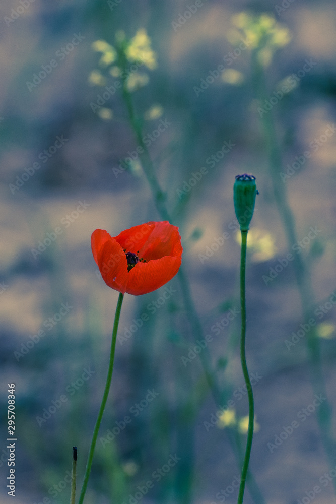Obraz premium Poppy flower field yellow France beautiful garden floral blossom