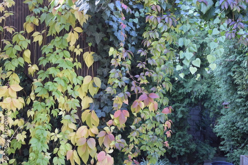 Clematis im Herbst mit Efeu