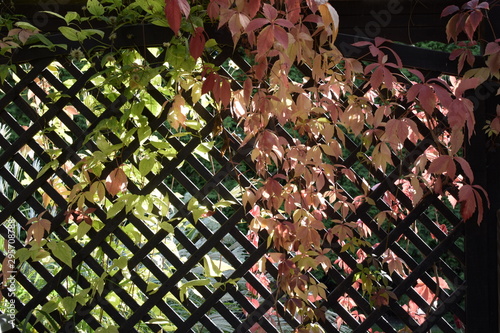 Clematis im Spätherbst