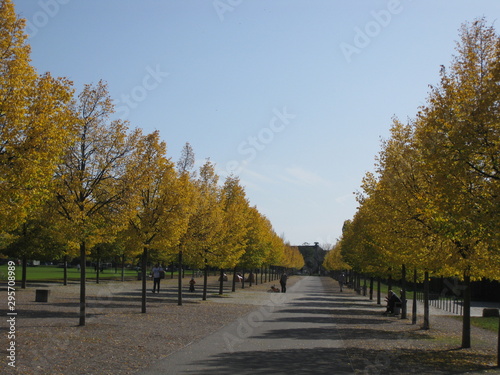 Park mit goldenem Herbstlaub © imaschke