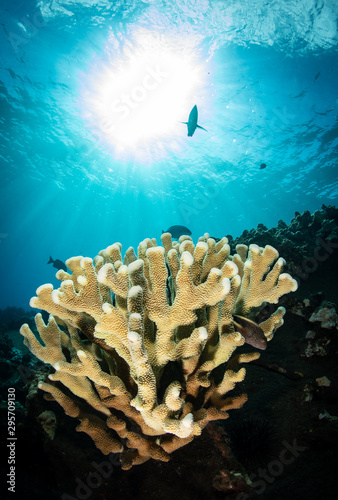 Fototapeta Naklejka Na Ścianę i Meble -  Schools of fish and coral on a reef in Hawaii