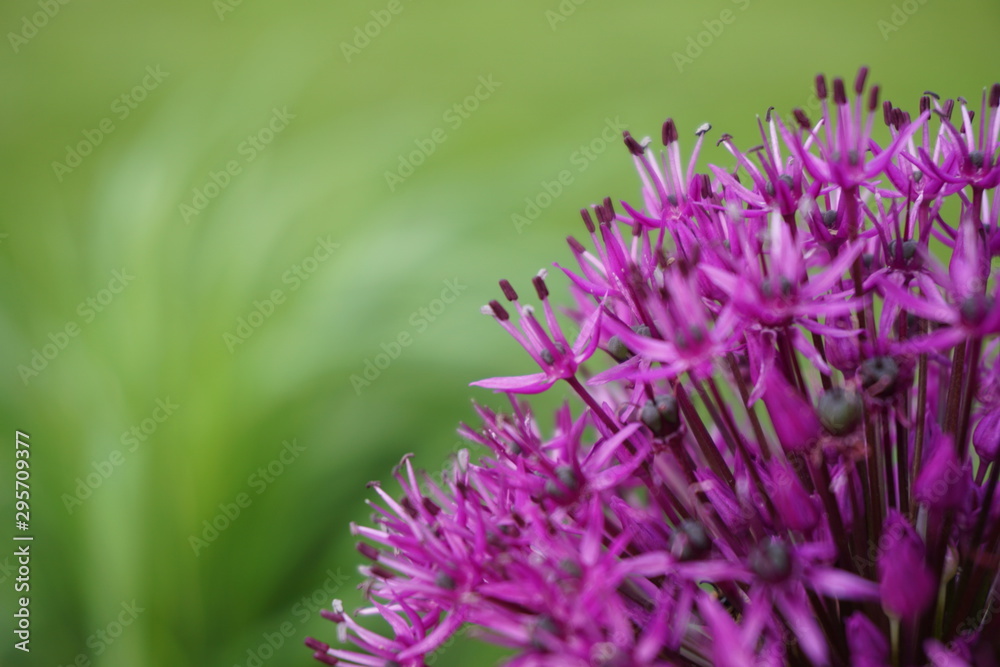 Allium hollandicum