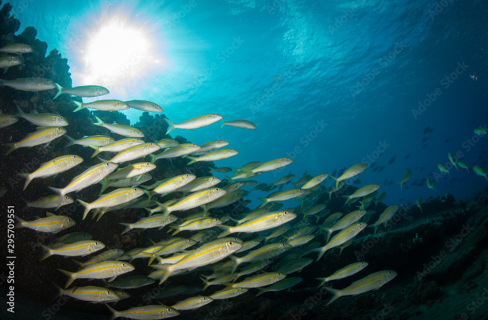 Fototapeta premium Schools of fish and coral on a reef in Hawaii