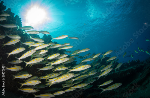 Schools of fish and coral on a reef in Hawaii