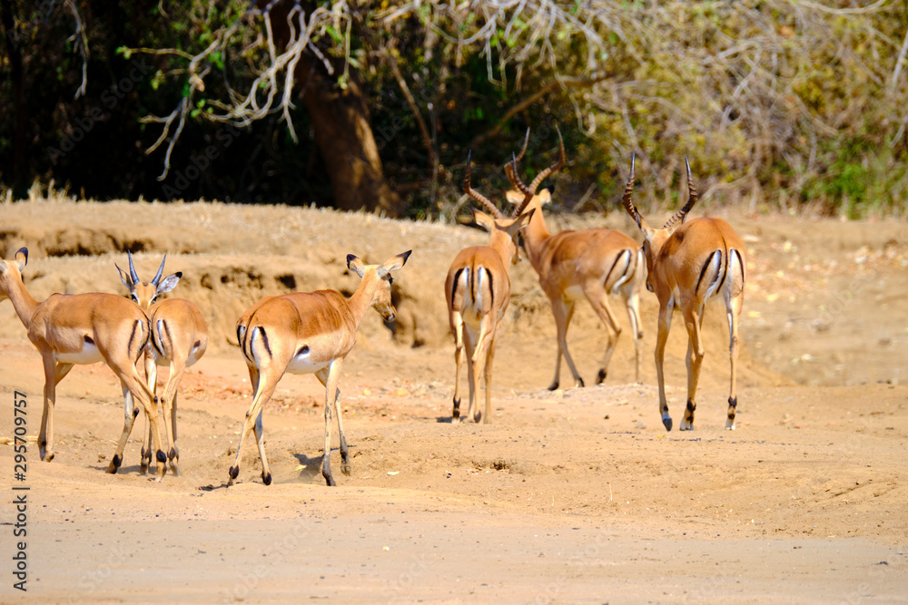 Impala in Mana Pools National Park, Zimbabwe Impala in Mana Pools National Park, Zimbabwe