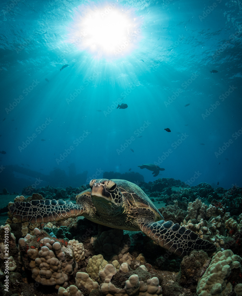 Hawaiian Green Sea turtle on a coral reef in Maui Hawaiian Green Sea turtle on a coral reef in Maui