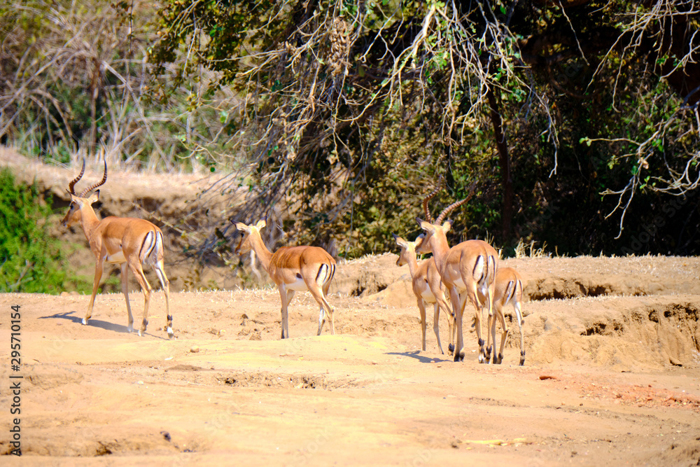 Impala in Mana Pools National Park, Zimbabwe Impala in Mana Pools National Park, Zimbabwe