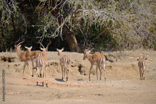 Impala in Mana Pools National Park, Zimbabwe