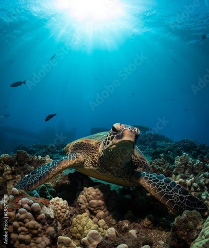 Fototapeta Naklejka Na Ścianę i Meble -  Hawaiian Green Sea turtle on a coral reef in Maui