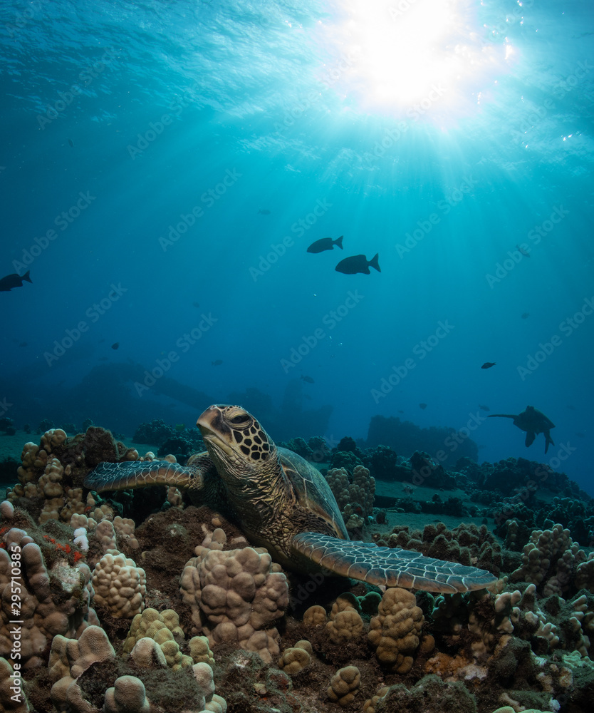 Fototapeta premium Hawaiian Green Sea turtle on a coral reef in Maui