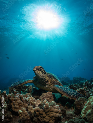 Fototapeta Naklejka Na Ścianę i Meble -  Hawaiian Green Sea turtle on a coral reef in Maui