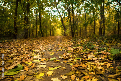 Autumn Leaves On Alley