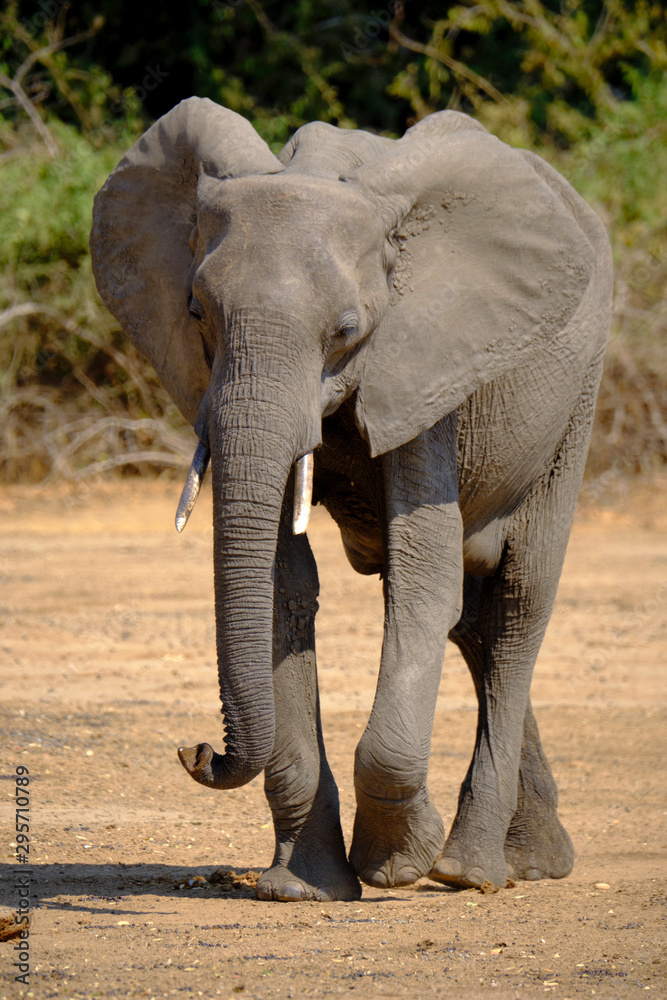 Obraz premium Elephant in Mana Pools National Park, Zimbabwe