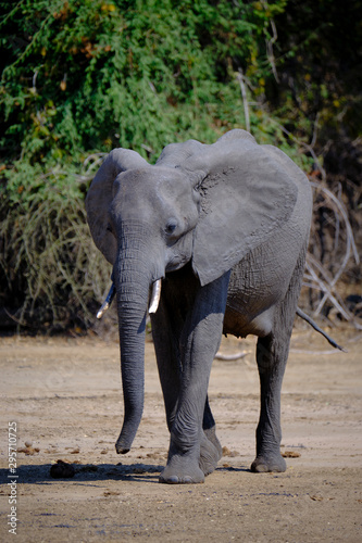 Elephant in Mana Pools National Park  Zimbabwe