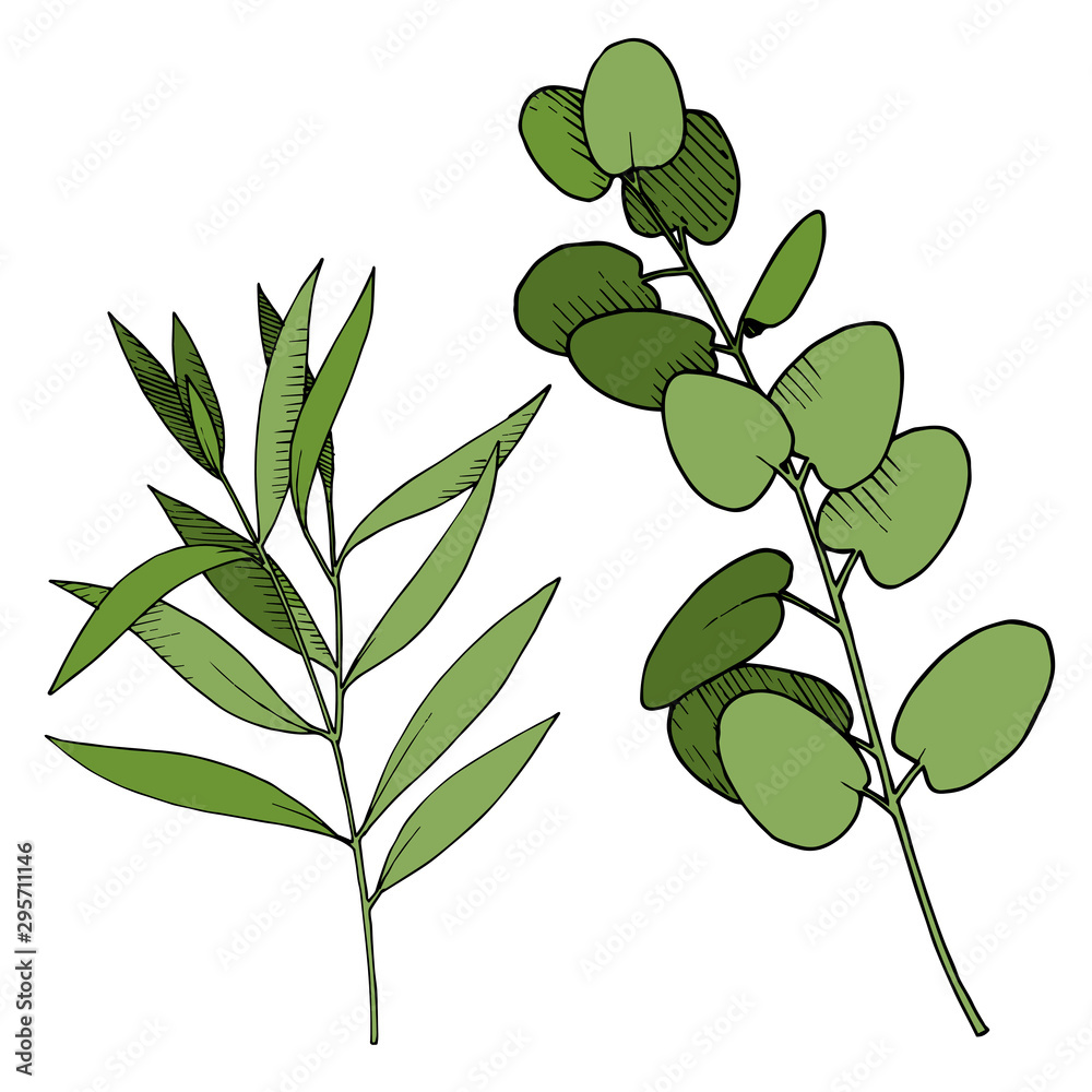 Vector Eucalyptus leaves branch. Black and white engraved ink art. Isolated branches illustration element. Vector Eucalyptus leaves branch. Black and white engraved ink art. Isolated branches illustration element.