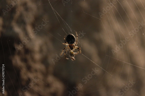 spider