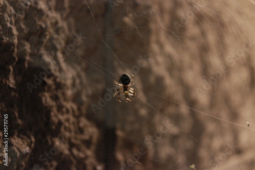 spider
