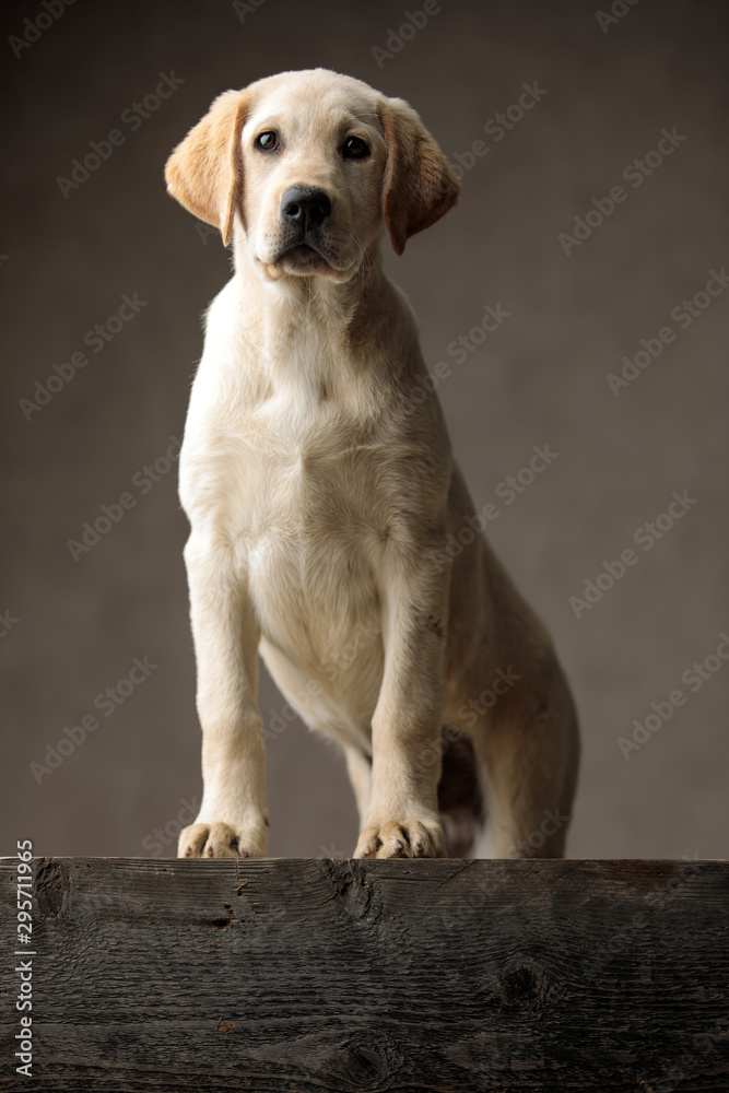 cute labrador retriever standing on wooden box