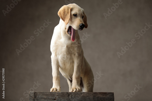 cute labrador retriever panting and sticking out tongue © Viorel Sima
