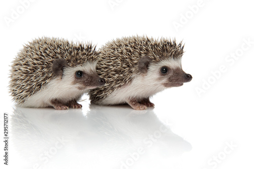 couple of two hedgehogs sitting one in front of another photo