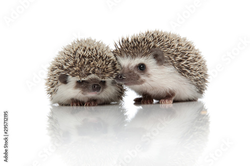 couple of two african hedgehogs standing side by side