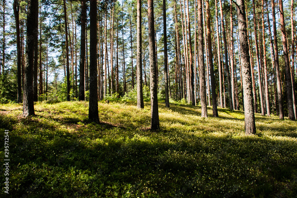 Fototapeta premium forest in autumn