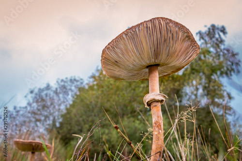 Autumn with the beautiful "parasol mushroom" Latin name "Macrolepiota procerain"  picture taken in the National park Dwingeloo the Netherlands