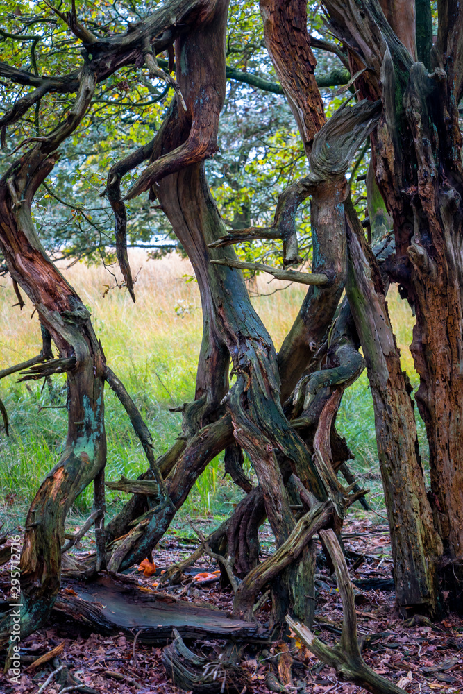 Dead tree with strangely curved and broken branches, picture taken in the Netherlands National park Dwingelderveld Dead tree with strangely curved and broken branches, picture taken in the Netherlands National park Dwingelderveld