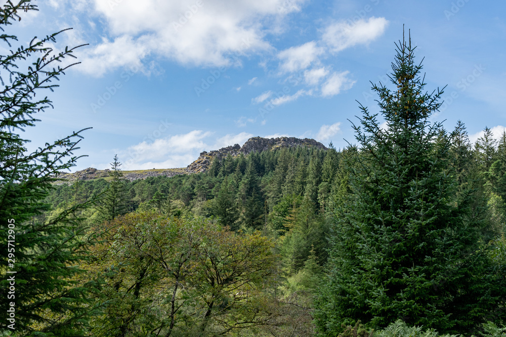 Trees and heathland of Dartmoor National Park, Devon, UK Trees and heathland of Dartmoor National Park, Devon, UK
