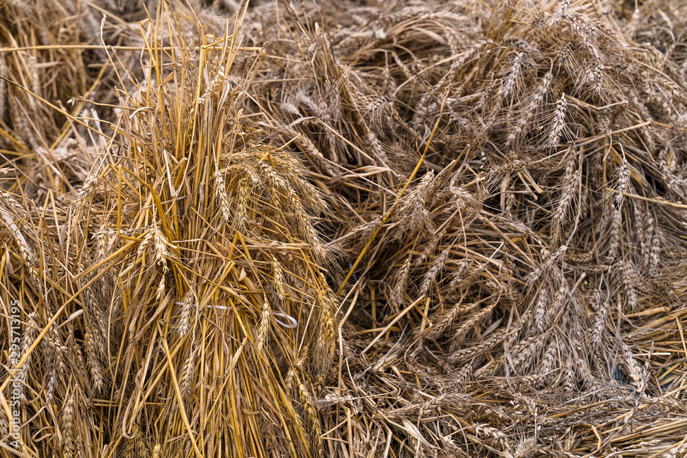 Wheat field. Ears of golden wheat close up. Wheat field. Ears of golden wheat close up.