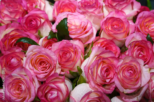 bouquet of beautiful pink roses