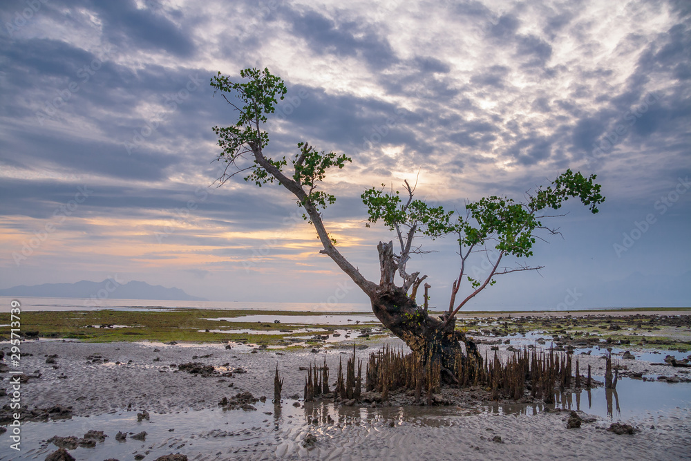 Mangrove tree at the beach of Maumere, Flores, IDN