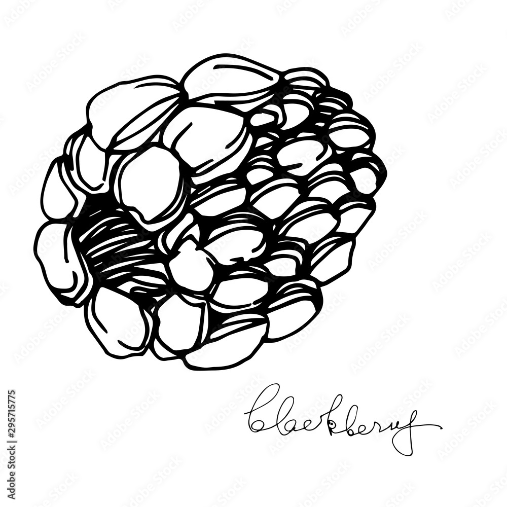 Vector Blackberry healthy food. Black and white engraved ink art. Isolated berry illustration element. Vector Blackberry healthy food. Black and white engraved ink art. Isolated berry illustration element.