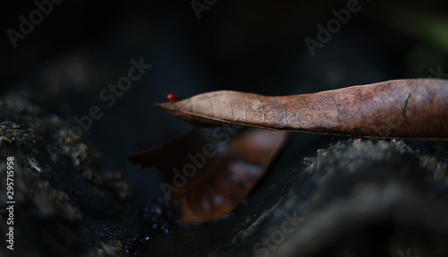 Millipedes are crawling on the roof of the house with a dry leaf © avs