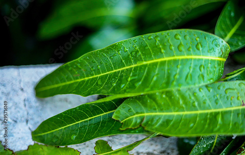 water droplet on green mango leaf